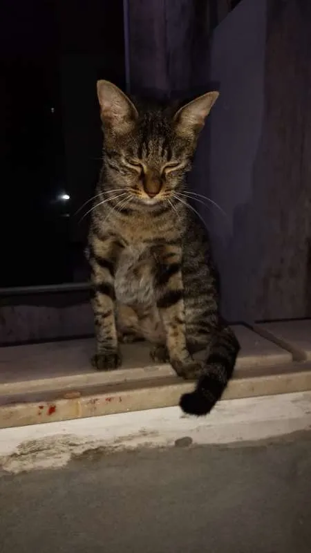 Gato ra a SRD idade 7 a 11 meses nome Menina