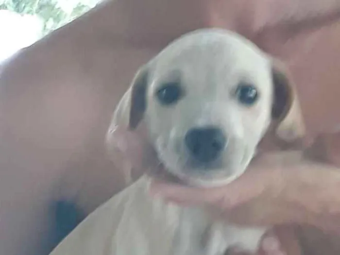 Cachorro ra a Rnd idade Abaixo de 2 meses nome Nao dei nome