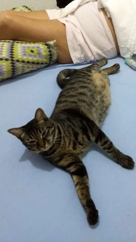 Gato ra a SRD idade 7 a 11 meses nome Menina