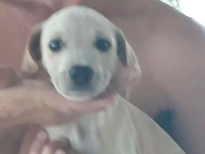 Cachorro ra a Rnd idade Abaixo de 2 meses nome Nao dei nome