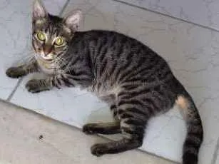 Gato ra a SRD idade 7 a 11 meses nome Menina