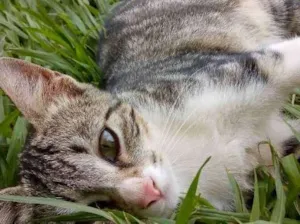 Gato raça Gato idade 2 a 6 meses nome Luke