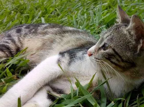 Gato raça Gato idade 2 a 6 meses nome Luke