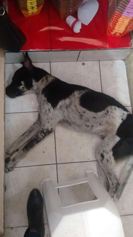Cachorro ra a Sem raça idade 4 anos nome Sem nome