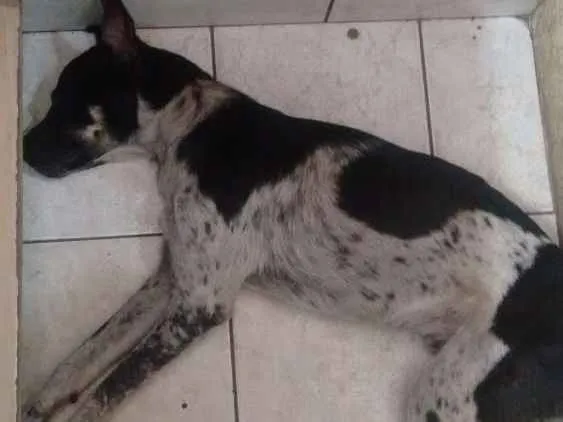 Cachorro ra a Sem raça idade 4 anos nome Sem nome