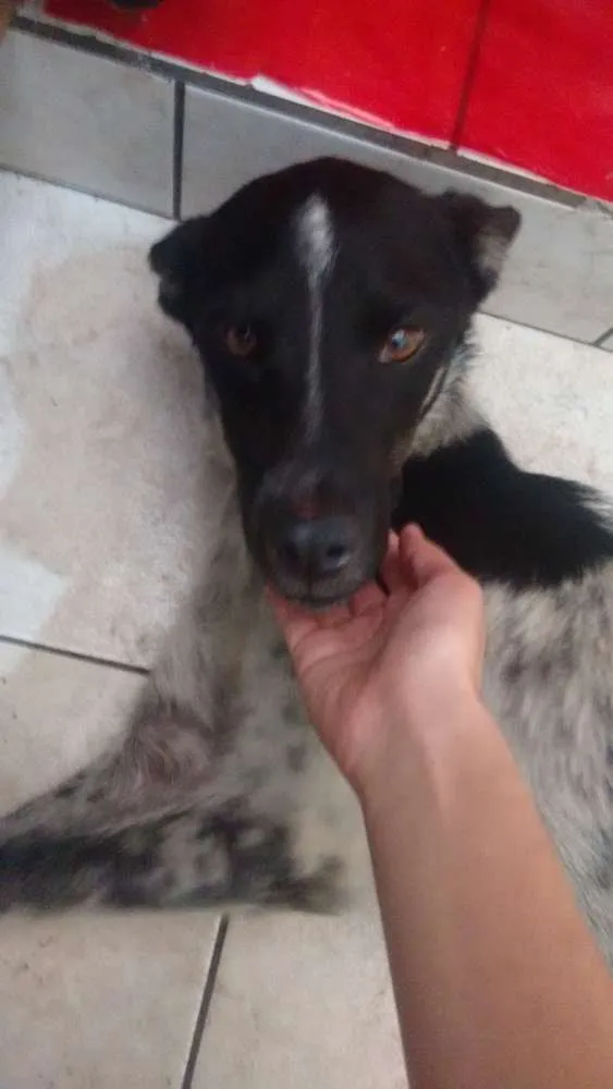 Cachorro ra a Sem raça idade 4 anos nome Sem nome