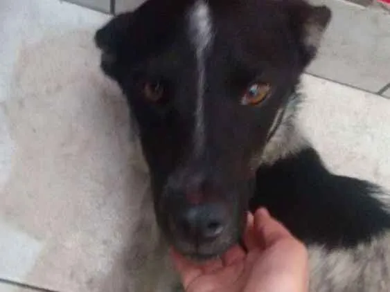 Cachorro ra a Sem raça idade 4 anos nome Sem nome