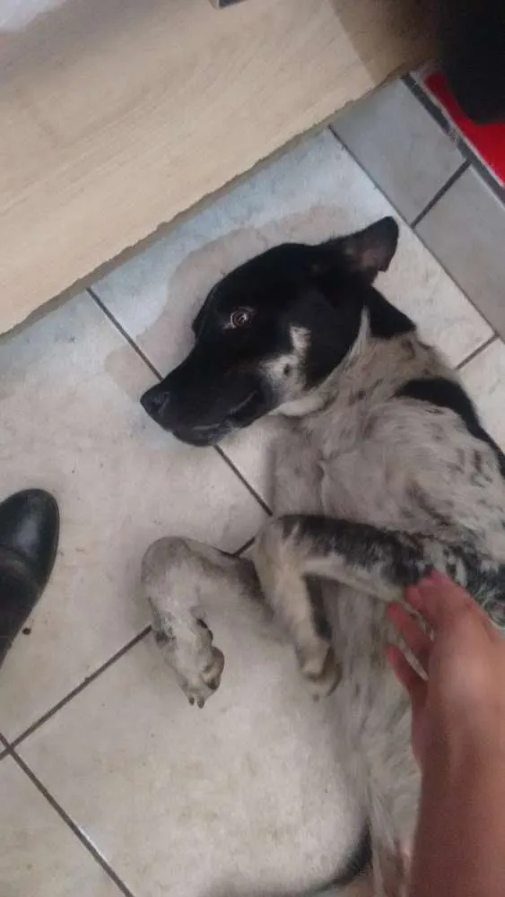 Cachorro ra a Sem raça idade 4 anos nome Sem nome