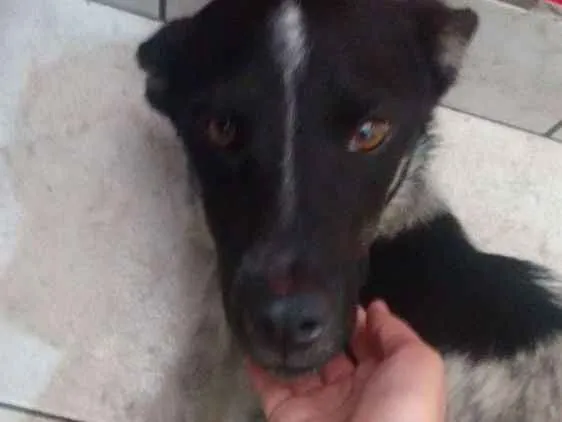 Cachorro ra a Sem raça idade 4 anos nome Sem nome