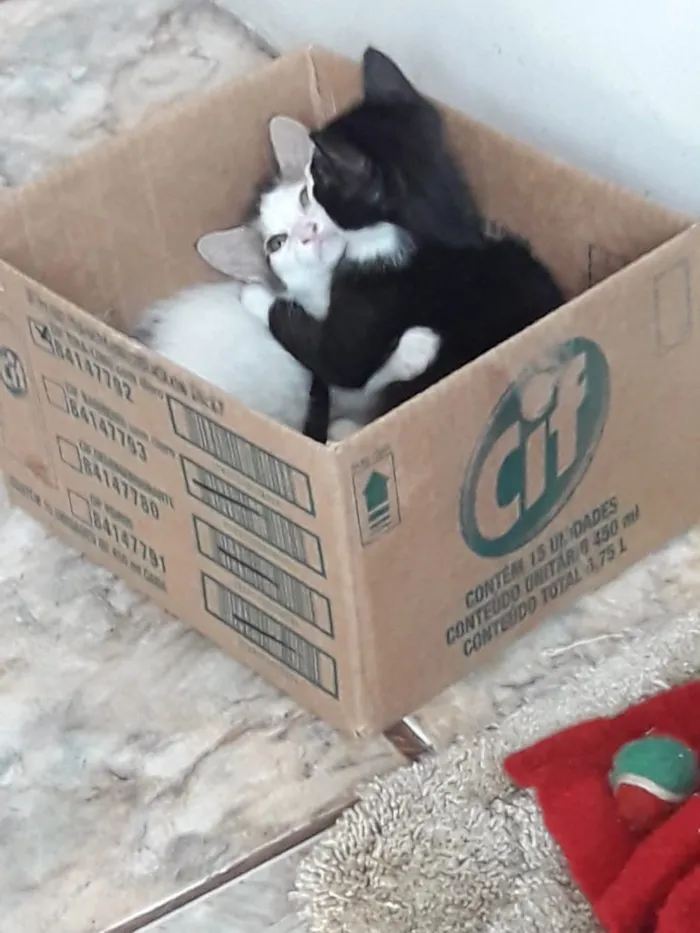 Gato ra a Srd idade 2 a 6 meses nome Sem nome