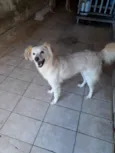 Branquinha