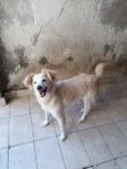 Branquinha