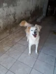Branquinha