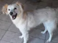 Branquinha