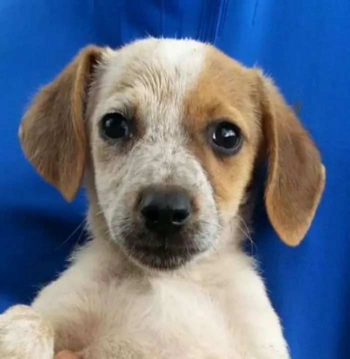 Cachorro ra a Indeterminada idade 2 a 6 meses nome LANA