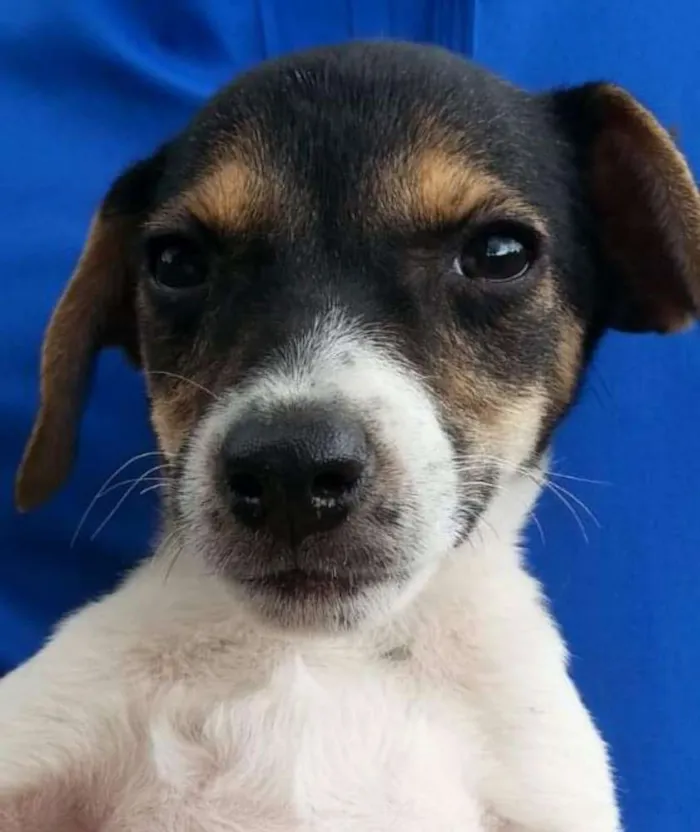 Cachorro ra a Indeterminada idade 2 a 6 meses nome LOIS