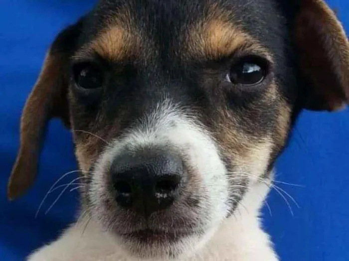 Cachorro ra a Indeterminada idade 2 a 6 meses nome LOIS