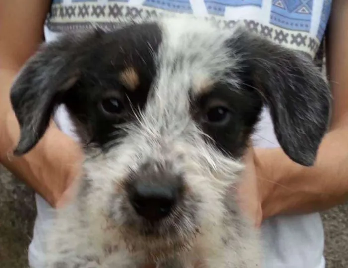 Cachorro ra a Indeterminada idade 2 a 6 meses nome LENA
