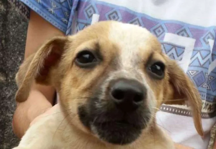 Cachorro ra a Indeterminada idade 2 a 6 meses nome CHLOE