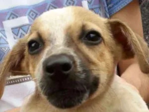 Cachorro raça Indeterminada idade 2 a 6 meses nome CHLOE