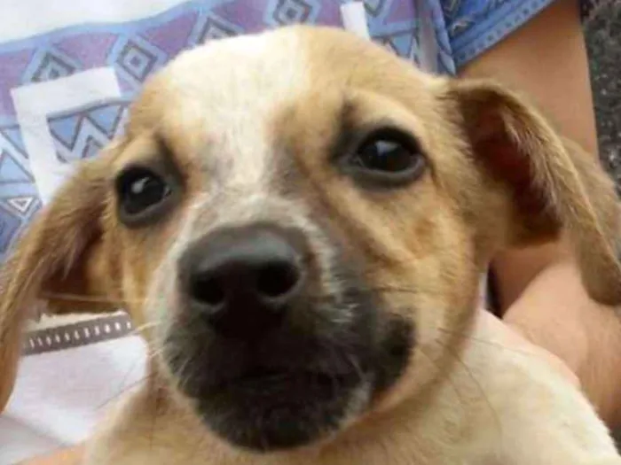 Cachorro ra a Indeterminada idade 2 a 6 meses nome CHLOE