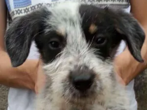 Cachorro raça Indeterminada idade 2 a 6 meses nome LENA