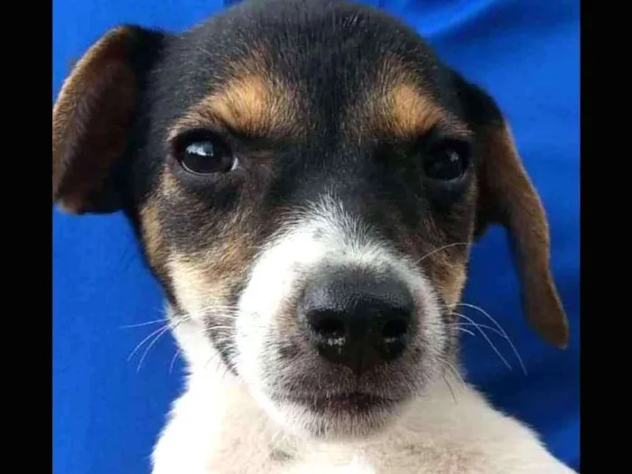 Cachorro ra a Indeterminada idade 2 a 6 meses nome LOIS