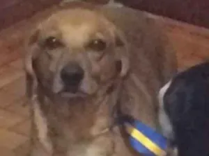 Cachorro raça Basset  idade 6 ou mais anos nome Kiko