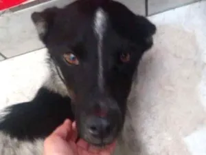 Cachorro raça Sem raça idade 4 anos nome Sem nome