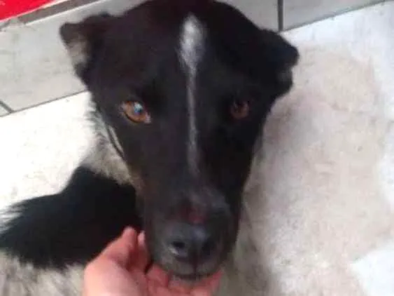 Cachorro ra a Sem raça idade 4 anos nome Sem nome