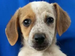 Cachorro raça Indeterminada idade 2 a 6 meses nome LANA