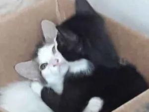 Gato raça Srd idade 2 a 6 meses nome Sem nome