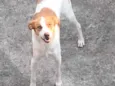 Cachorro raça Srd idade 1 ano nome Mel