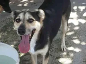 Cachorro raça SRD idade 3 anos nome Paçoca