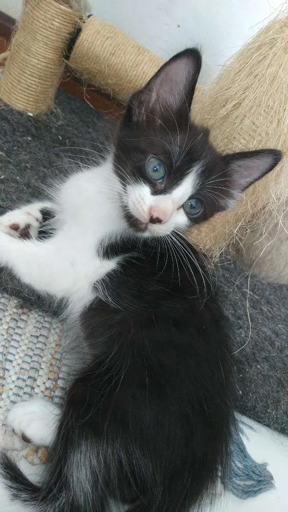 Gato raça Srd idade Abaixo de 2 meses nome Espoleta, Cotonete e