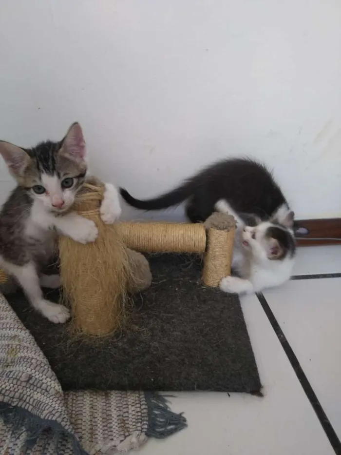 Gato raça Srd idade Abaixo de 2 meses nome Espoleta, Cotonete e