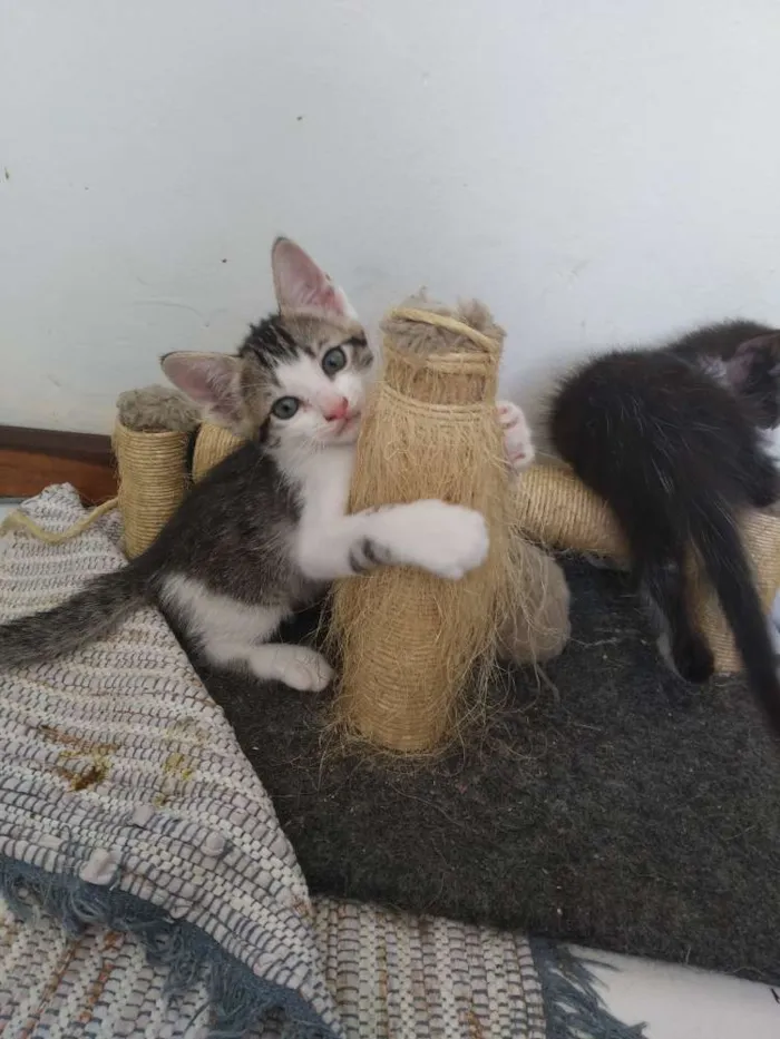 Gato raça Srd idade Abaixo de 2 meses nome Espoleta, Cotonete e