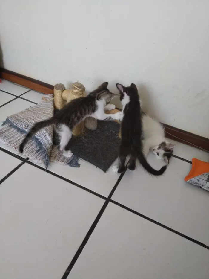 Gato raça Srd idade Abaixo de 2 meses nome Espoleta, Cotonete e