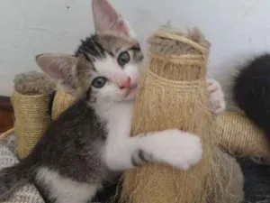 Gato raça Srd idade Abaixo de 2 meses nome Espoleta, Cotonete e