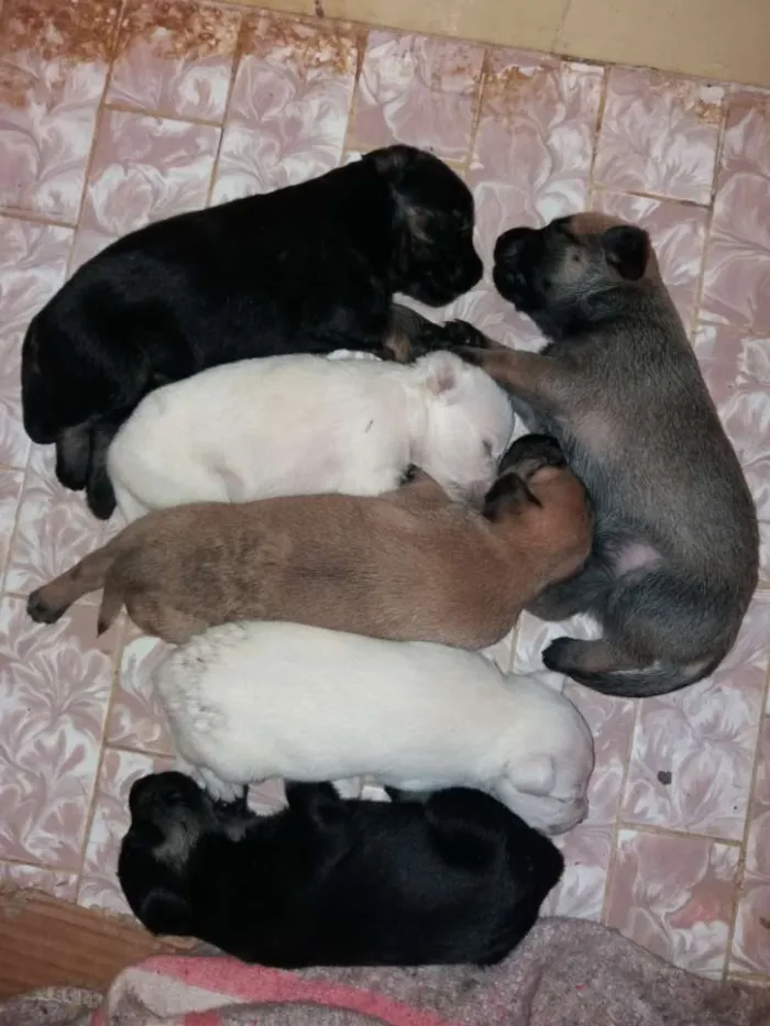Cachorro ra a Poodle + indefinido  idade Abaixo de 2 meses nome Vários 