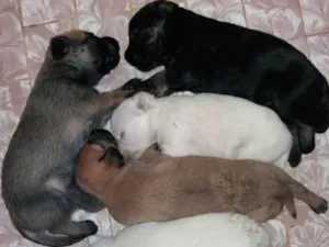 Cachorro raça Poodle + indefinido  idade Abaixo de 2 meses nome Vários 