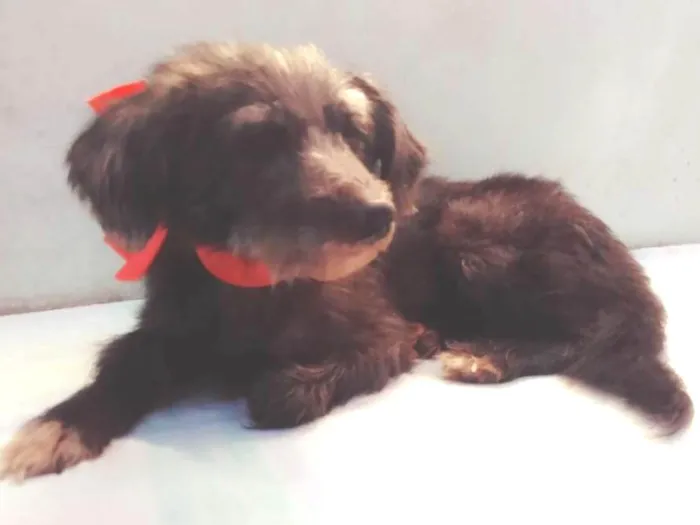 Cachorro ra a SRD idade 3 anos nome Menina 