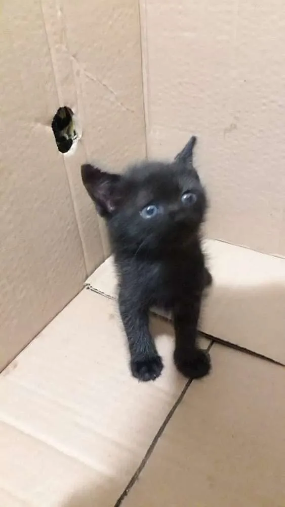 Gato ra a Sem definição  idade Abaixo de 2 meses nome Sem nome