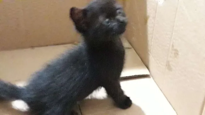 Gato ra a Sem definição  idade Abaixo de 2 meses nome Sem nome