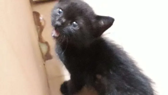 Gato ra a Sem definição  idade Abaixo de 2 meses nome Sem nome