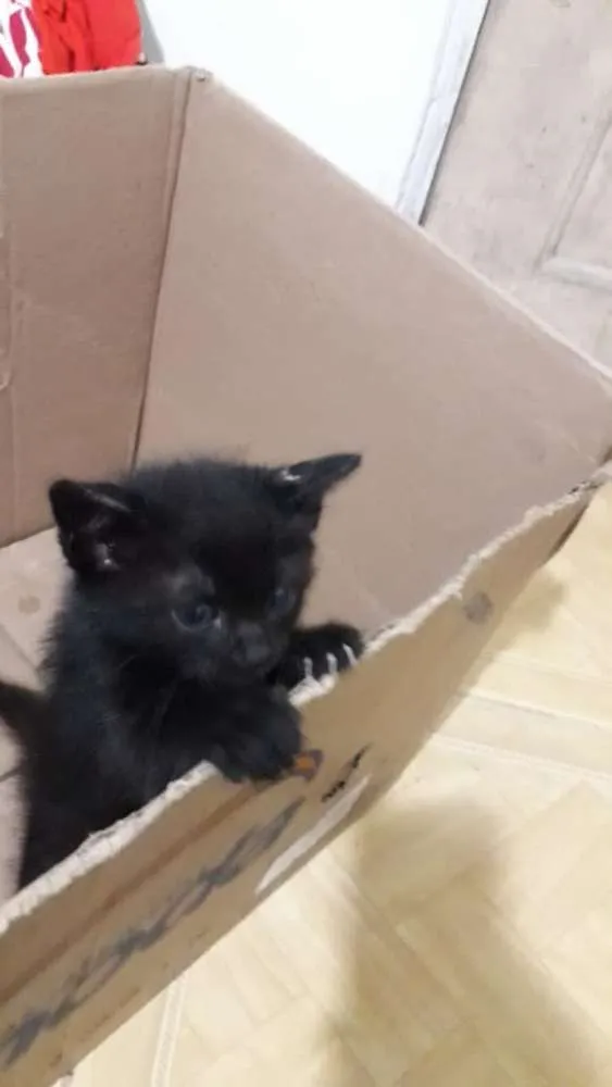 Gato ra a Sem definição  idade Abaixo de 2 meses nome Sem nome