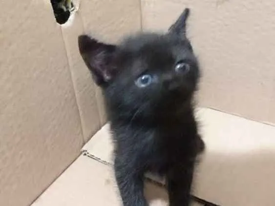 Gato ra a Sem definição  idade Abaixo de 2 meses nome Sem nome
