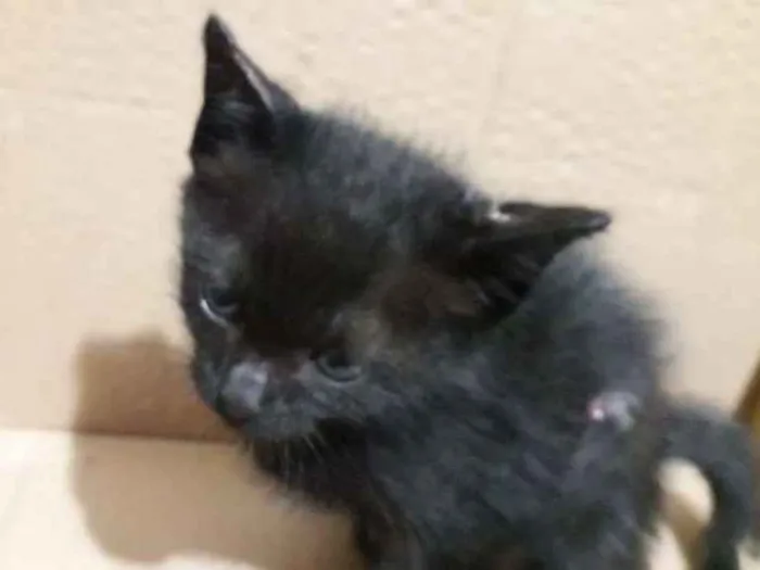 Gato ra a Sem definição  idade Abaixo de 2 meses nome Sem nome