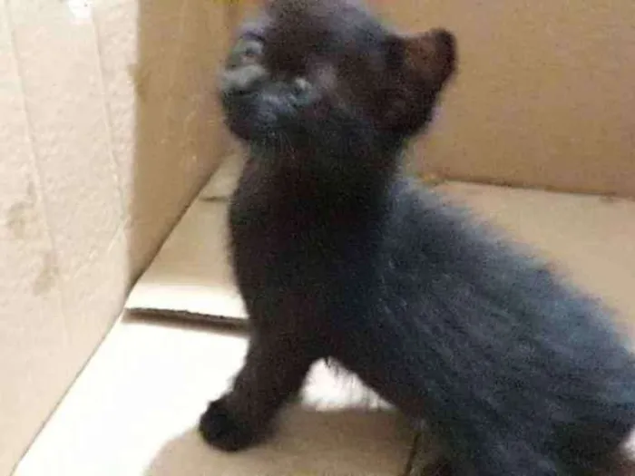 Gato ra a Sem definição  idade Abaixo de 2 meses nome Sem nome