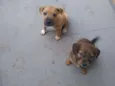 Spike e scoboo